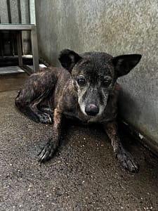 【待認養】混種犬 狗 (女生) - 彰化縣流浪狗中途之家