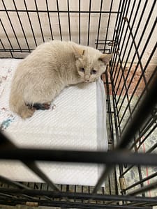 【待認養】混種貓 貓 (未知) - 臺南市動物之家善化站