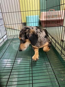 【待認養】混種犬 狗 (女生) - 臺南市動物之家善化站