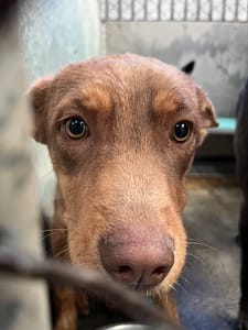 【待認養】混種犬 狗 (男生) - 彰化縣流浪狗中途之家