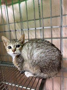 【待認養】混種貓 貓 (女生) - 新北市淡水區公立動物之家