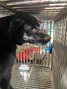 【待認養】混種犬 狗 (男生) - 臺南市動物之家善化站