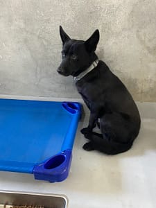 【待認養】混種犬 狗 (男生) - 基隆市寵物銀行