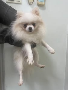 【待認養】博美犬 狗 (女生) - 嘉義市動物保護教育園區