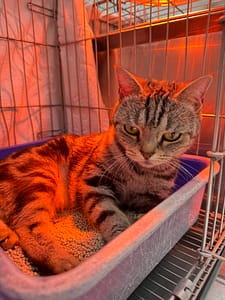 【待認養】美國短毛貓 貓 (女生) - 新北市八里區公立動物之家