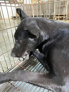 【待認養】混種犬 狗 (男生) - 臺南市動物之家善化站