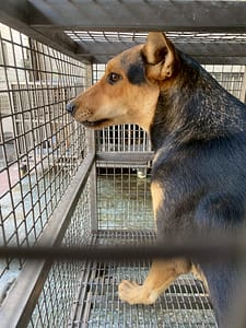 【待認養】混種犬 狗 (女生) - 臺南市動物之家善化站