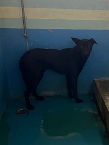 【待認養】混種犬 狗 (男生) - 苗栗縣動物保護教育園區