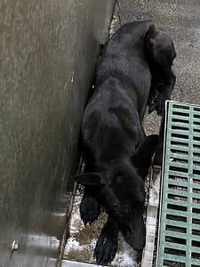 【待認養】混種犬 狗 (女生) - 彰化縣流浪狗中途之家