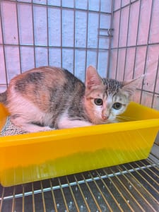 【待認養】混種貓 貓 (女生) - 新北市八里區公立動物之家