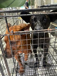 【待認養】混種犬 狗 (男生) - 苗栗縣動物保護教育園區