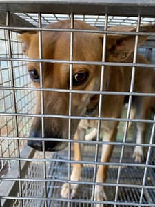 【待認養】混種犬 狗 (男生) - 臺南市動物之家善化站