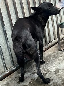 【待認養】混種犬 狗 (女生) - 彰化縣流浪狗中途之家