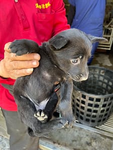 【待認養】混種犬 狗 (女生) - 彰化縣流浪狗中途之家