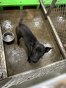 【待認養】混種犬 狗 (女生) - 臺東縣動物收容中心