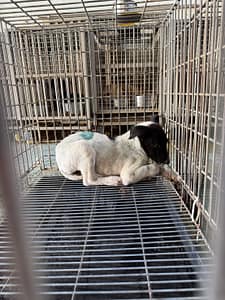 【待認養】混種犬 狗 (女生) - 臺南市動物之家善化站