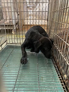 【待認養】混種犬 狗 (男生) - 臺南市動物之家善化站