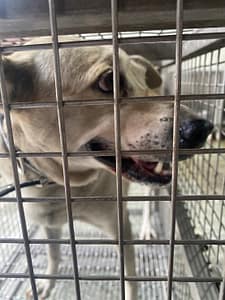 【待認養】混種犬 狗 (女生) - 臺南市動物之家善化站
