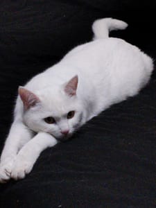 夏卡爾寵物美容