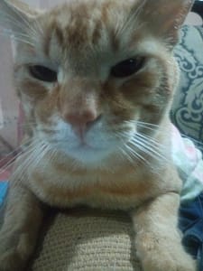 奧斯卡寵物股份有限公司逢甲分公司