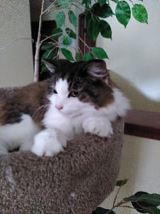 旺旺動物醫院