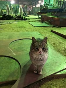 毛孩子幼犬寵物店