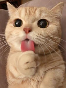 波比寵物專科醫院