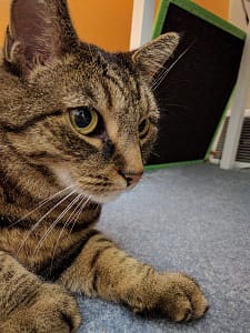 犬家族美容工作室