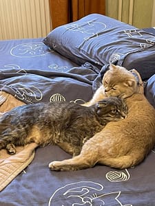 美自愛犬整容屋