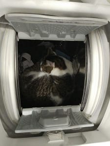 貓狗聯萌寵物美容院