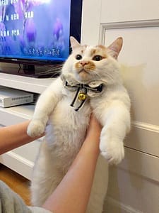 隆順動物診所