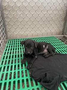 【待認養】混種犬 狗 (女生) - 臺東縣動物收容中心