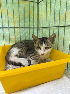 【待認養】混種貓 貓 (女生) - 新北市八里區公立動物之家