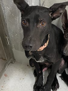 【待認養】混種犬 狗 (男生) - 基隆市寵物銀行