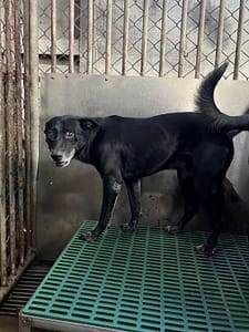 【待認養】混種犬 狗 (男生) - 彰化縣流浪狗中途之家