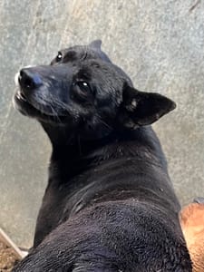 【待認養】混種犬 狗 (男生) - 彰化縣流浪狗中途之家