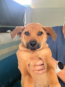 【待認養】混種犬 狗 (男生) - 苗栗縣動物保護教育園區