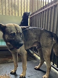 【待認養】混種犬 狗 (男生) - 彰化縣流浪狗中途之家