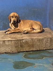 【待認養】混種犬 狗 (男生) - 苗栗縣動物保護教育園區