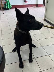 【待認養】混種犬 狗 (女生) - 彰化縣流浪狗中途之家