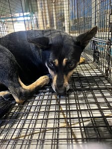 【待認養】混種犬 狗 (女生) - 苗栗縣動物保護教育園區