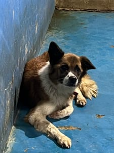 【待認養】混種犬 狗 (女生) - 苗栗縣動物保護教育園區