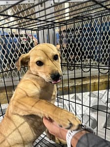 【待認養】混種犬 狗 (女生) - 苗栗縣動物保護教育園區