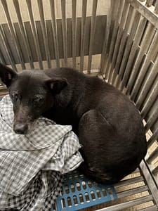 【待認養】混種犬 狗 (女生) - 新北市淡水區公立動物之家