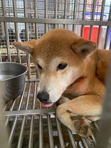 【待認養】柴犬 狗 (女生) - 臺南市動物之家善化站