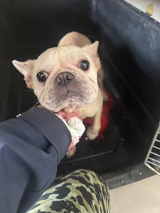 【待認養】法國鬥牛犬 狗 (女生) - 新北市八里區公立動物之家