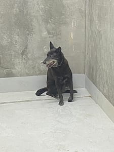 【待認養】混種犬 狗 (女生) - 基隆市寵物銀行