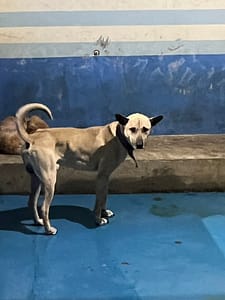 【待認養】混種犬 狗 (男生) - 苗栗縣動物保護教育園區