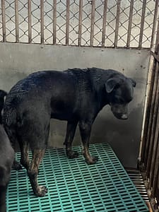 【待認養】混種犬 狗 (男生) - 彰化縣流浪狗中途之家