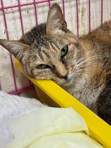 【待認養】混種貓 貓 (女生) - 苗栗縣動物保護教育園區